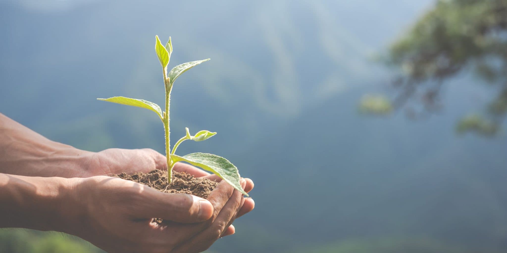 Hands holding a young seedling in front of forested mountains
